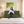 Florida Neo 4 Seater Wooden Sofa Cum Bed - ( Premium Molfino Fabric- Green )