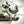 Florida Neo 3 Seater Wooden Sofa Cum Bed - ( Premium Molfino Fabric- Green )